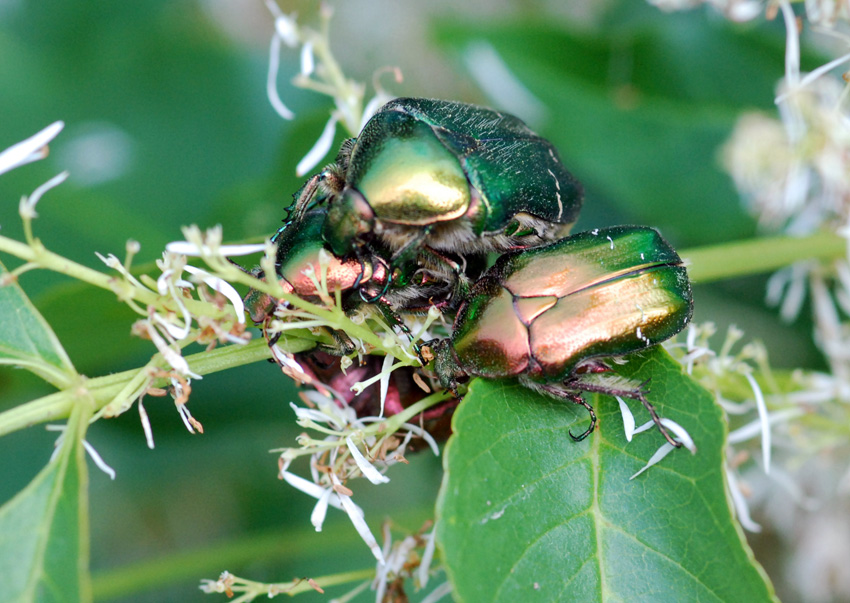 un po'' di affollamento di Cetonia aurata